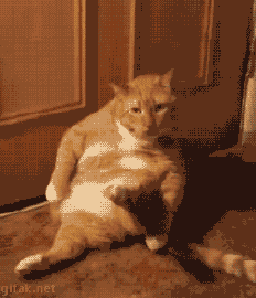 바보 냥청이들.gif | 인스티즈