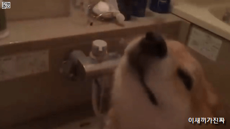 샤워하는 시바새끼.gif | 인스티즈