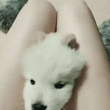 경리와 강아지 | 인스티즈