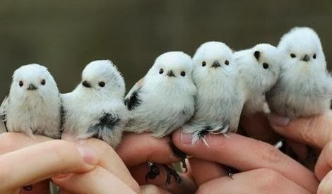 우리나라에만 사는 새 | 인스티즈