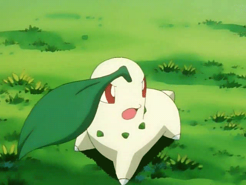 포켓몬스터) 넘나 귀여운 치코리타 짤모음 | 인스티즈