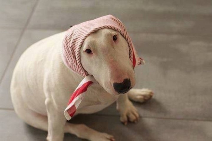 견종 이야기 - 불 테리어 | 인스티즈