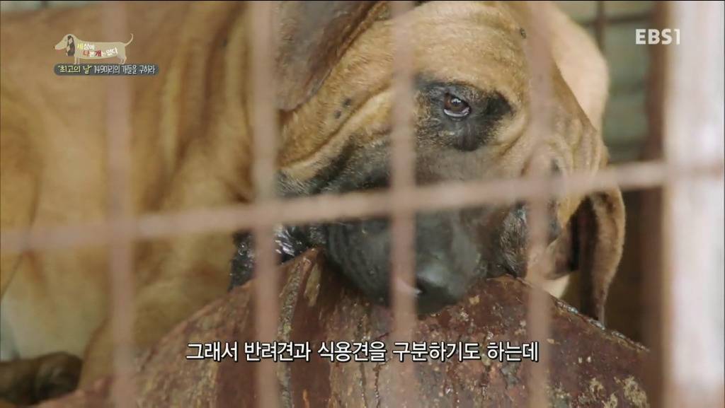 어떻게 그럴 수가 있을까요? 어떻게 사람을 그렇게 좋아할 수 있죠? | 인스티즈