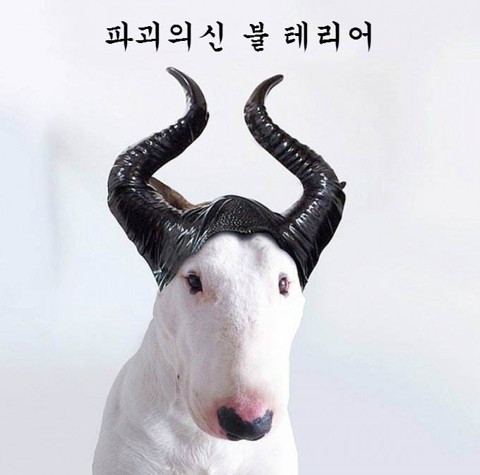 견종 이야기 - 불 테리어 | 인스티즈