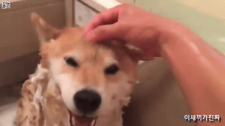 샤워하는 시바새끼.gif | 인스티즈