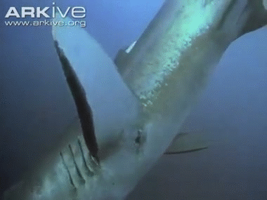 메가마우스 상어 | 인스티즈