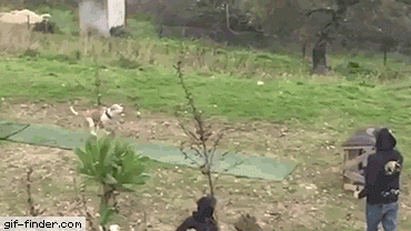 고양이의 엄청난 점프력 | 인스티즈