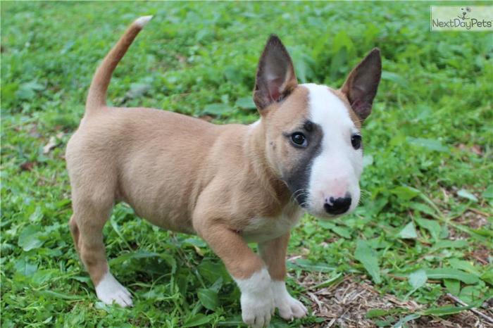 견종 이야기 - 불 테리어 | 인스티즈