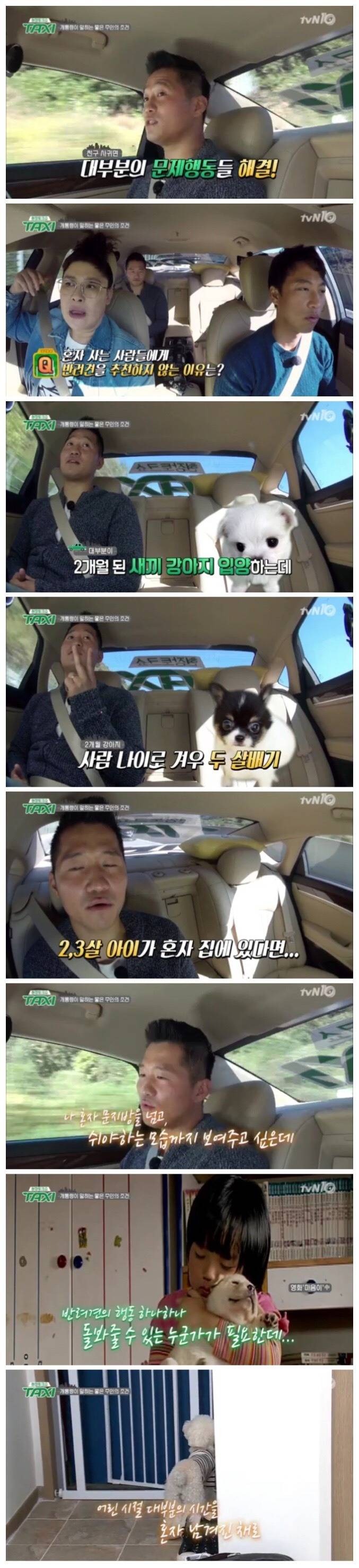 반려견을 키우면 안되는 사람들 | 인스티즈