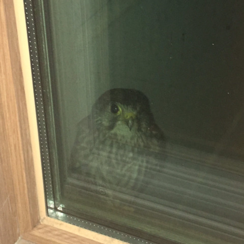 나 호그와트 간다. 잘있어라 머글들아 | 인스티즈