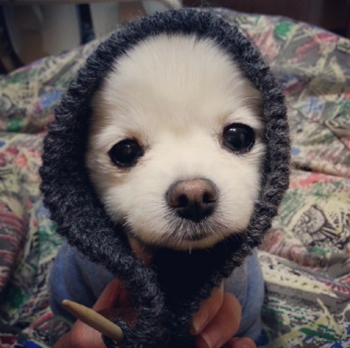 유기견에서 스타강아지가 되기까지 달리의 변화모습 | 인스티즈