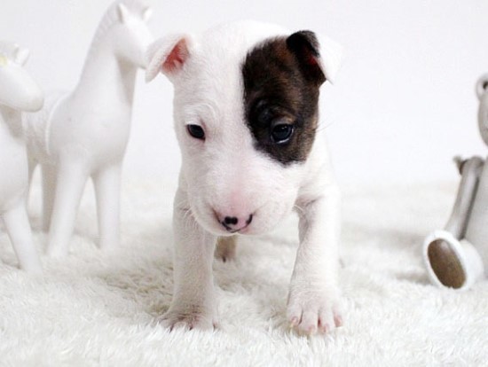 견종 이야기 - 불 테리어 | 인스티즈