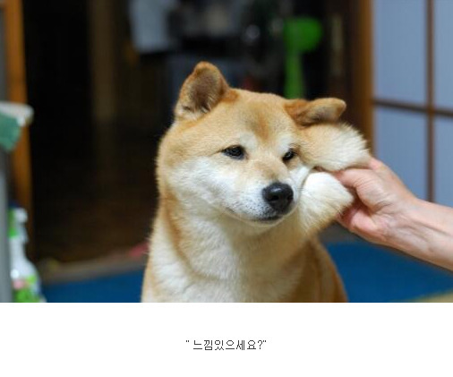 치과에서 마취할때 공감.sibadog | 인스티즈