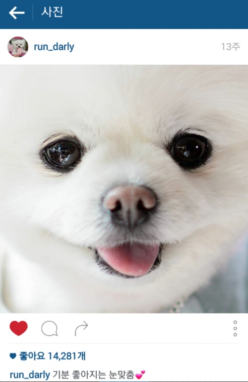 유기견에서 스타강아지가 되기까지 달리의 변화모습 | 인스티즈