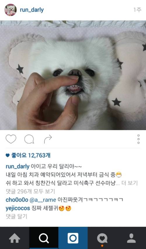 유기견에서 스타강아지가 되기까지 달리의 변화모습 | 인스티즈