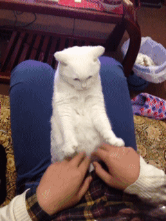 냥이의 엄청난 순발력.gif | 인스티즈