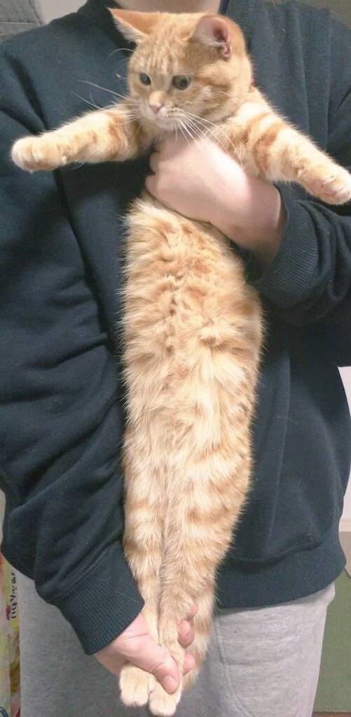 강아지 스트레칭을 고양이에게 시켜보았다.twt | 인스티즈