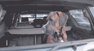 파병갔다온 군인 맞이하는 댕댕이vs냥이...gif | 인스티즈