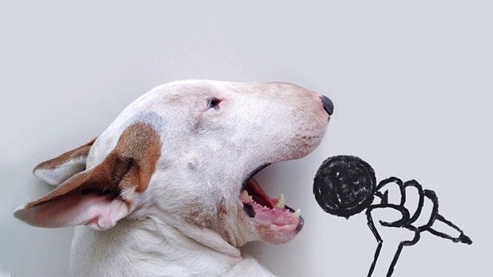 견종 이야기 - 불 테리어 | 인스티즈