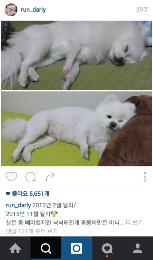 유기견에서 스타강아지가 되기까지 달리의 변화모습 | 인스티즈