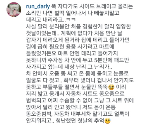 유기견에서 스타강아지가 되기까지 달리의 변화모습 | 인스티즈