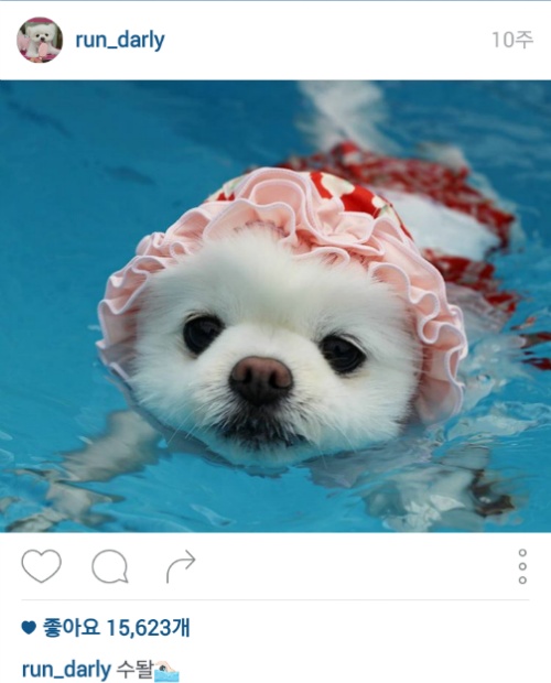 유기견에서 스타강아지가 되기까지 달리의 변화모습 | 인스티즈