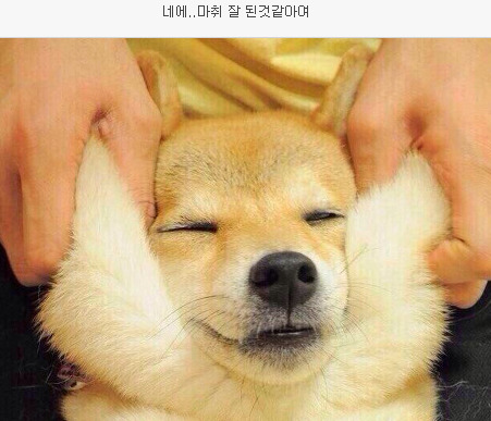 치과에서 마취할때 공감.sibadog | 인스티즈