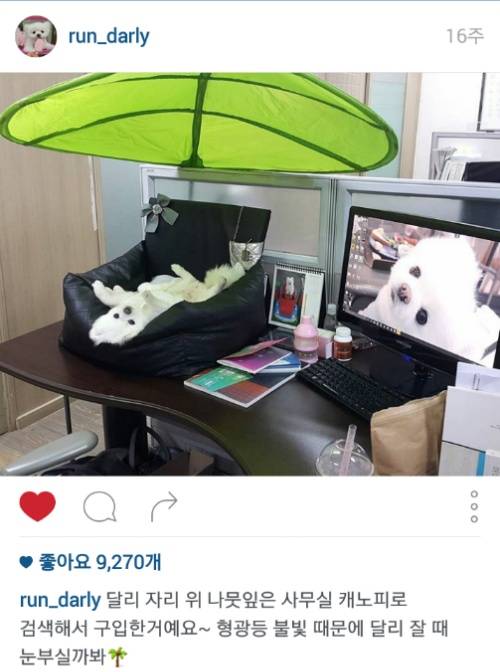 유기견에서 스타강아지가 되기까지 달리의 변화모습 | 인스티즈