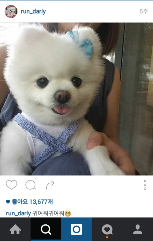 유기견에서 스타강아지가 되기까지 달리의 변화모습 | 인스티즈