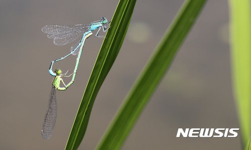 짝짓기 하는 실잠자리.jpg | 인스티즈