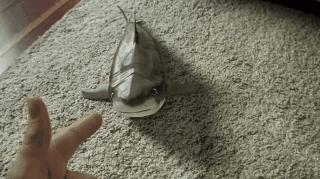 집에서 키우는 육지 상어.gif | 인스티즈