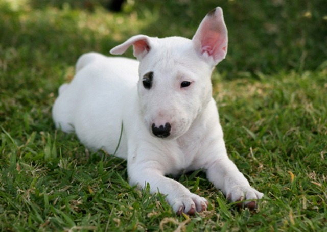 견종 이야기 - 불 테리어 | 인스티즈