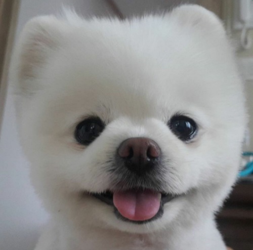 유기견에서 스타강아지가 되기까지 달리의 변화모습 | 인스티즈