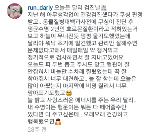 유기견에서 스타강아지가 되기까지 달리의 변화모습 | 인스티즈