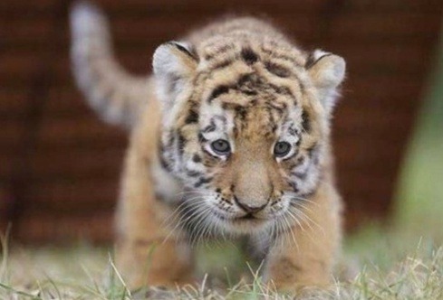 새끼 호랑이.jpgif | 인스티즈