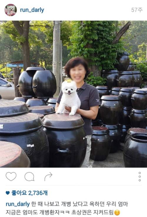 유기견에서 스타강아지가 되기까지 달리의 변화모습 | 인스티즈