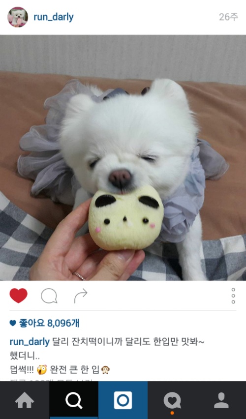 유기견에서 스타강아지가 되기까지 달리의 변화모습 | 인스티즈