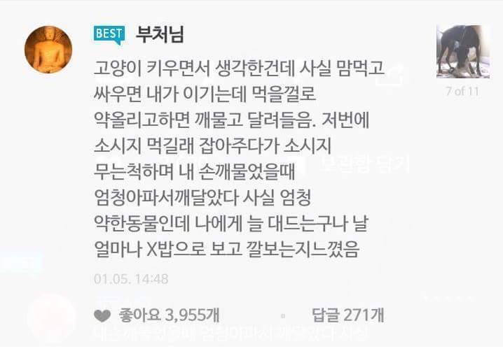 강아지 주인과 고양이 집사의 차이 | 인스티즈