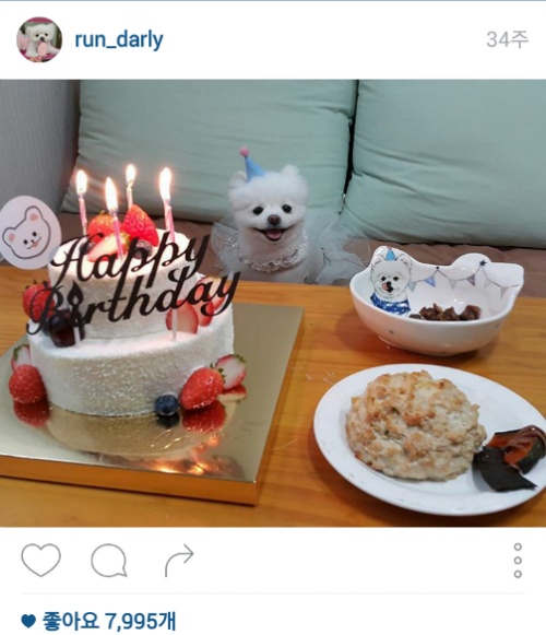 유기견에서 스타강아지가 되기까지 달리의 변화모습 | 인스티즈