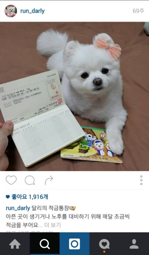 유기견에서 스타강아지가 되기까지 달리의 변화모습 | 인스티즈