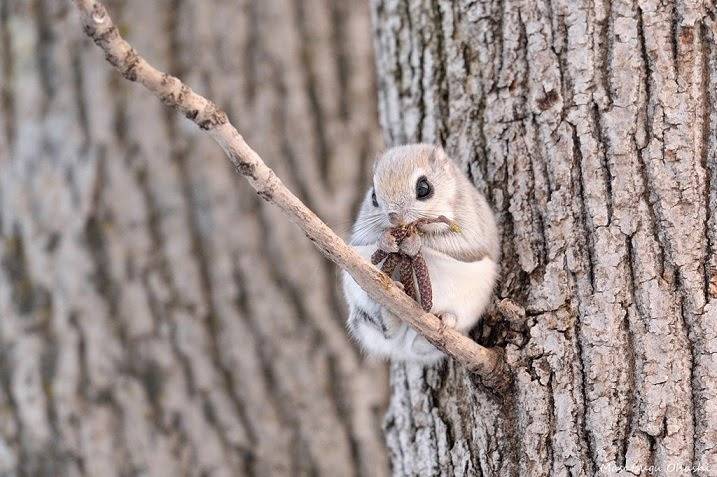 귀염터지는 하늘다람쥐 | 인스티즈