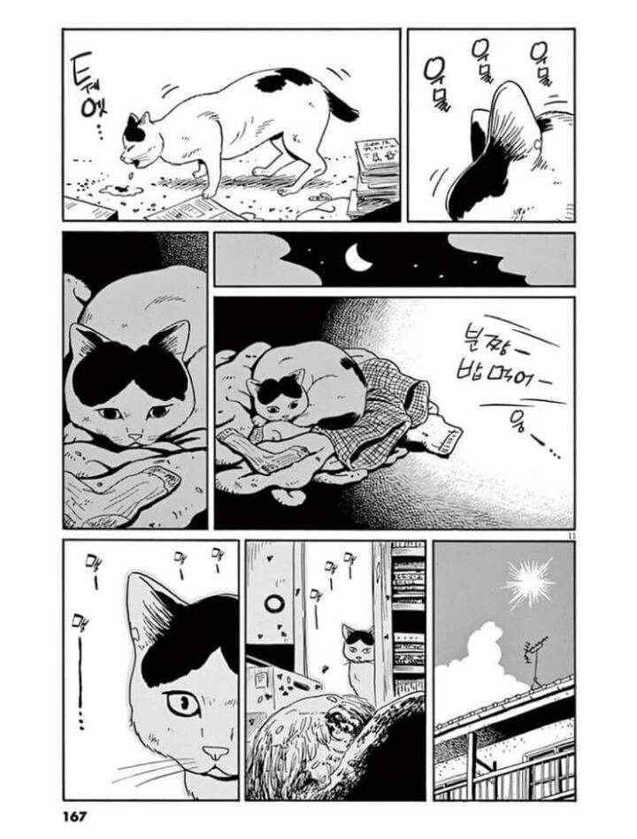 고양이 분짱(슬픔주의) | 인스티즈