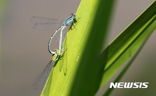 짝짓기 하는 실잠자리.jpg | 인스티즈