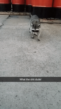 너구리에게 마시멜로우를 줘 봤다.gif | 인스티즈