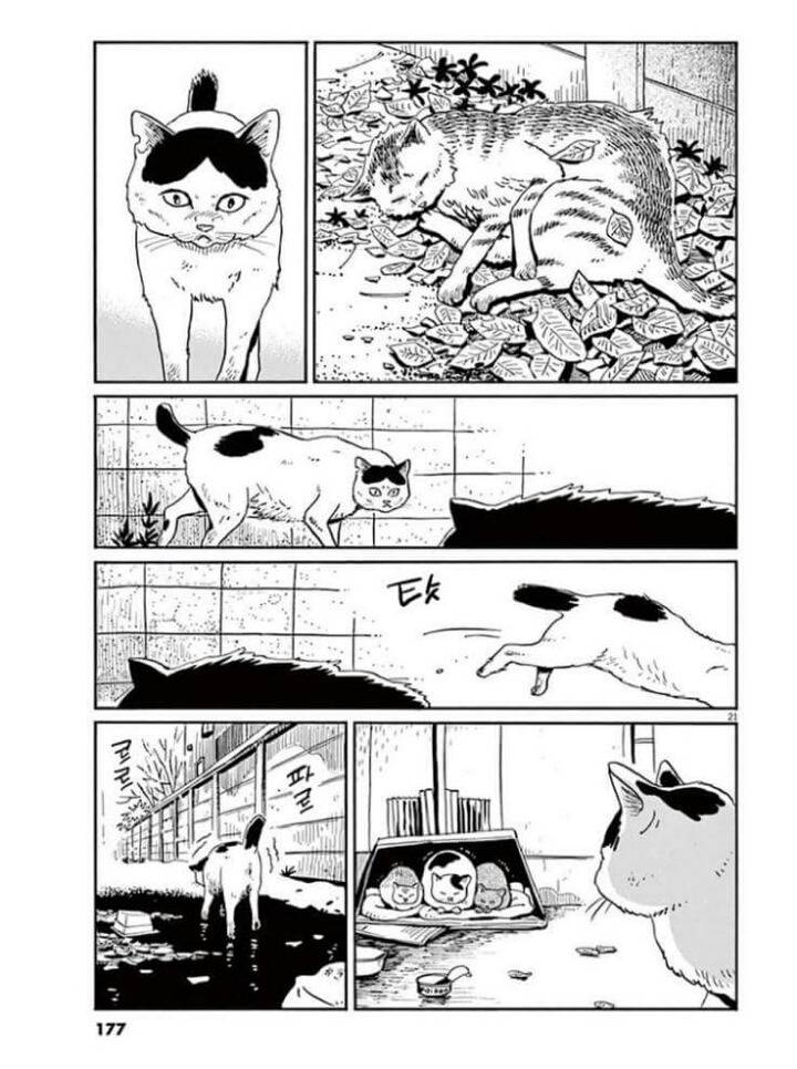 고양이 분짱(슬픔주의) | 인스티즈