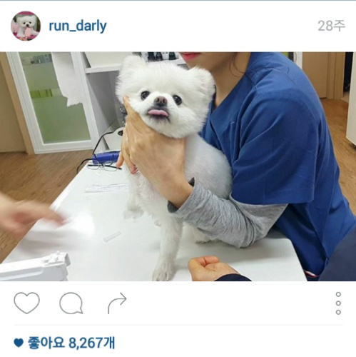 유기견에서 스타강아지가 되기까지 달리의 변화모습 | 인스티즈