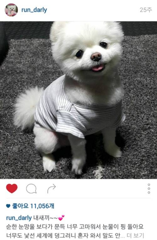 유기견에서 스타강아지가 되기까지 달리의 변화모습 | 인스티즈