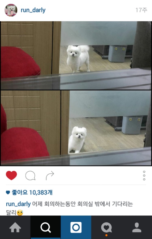 유기견에서 스타강아지가 되기까지 달리의 변화모습 | 인스티즈