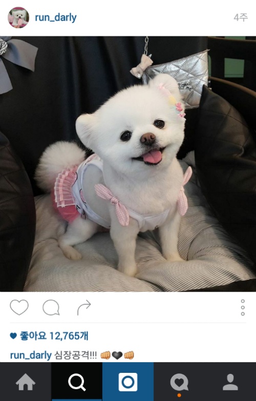 유기견에서 스타강아지가 되기까지 달리의 변화모습 | 인스티즈