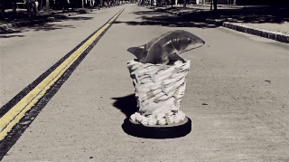 집에서 키우는 육지 상어.gif | 인스티즈